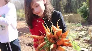 We're getting good at growing Carrots