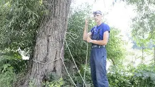 a method of securing a rope thrown through the crown of a tree near the ground with the possibili...