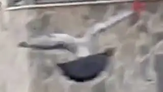 Grito de una paloma