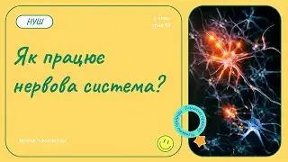Як працює нервова система?