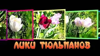 ЛИКИ ТЮЛЬПАНОВ   Маэстро   Эрнесто Кортазар