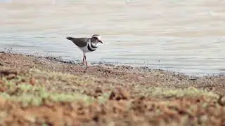 Three Banded Plover