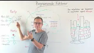 Begrænsende faktor