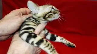Мальчик 2 Джени+Оскар