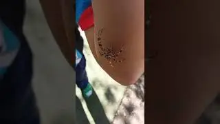 ну очень мааааленький паучок .рёбёнок излечился от боязни пауков 🤭