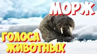 Голоса птиц и звуки животных. Звуки природы слушать онлайн МОРЖ
