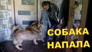СОБАКА НАПАЛА 😧😧
