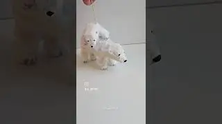 Белые медведи из ваты 