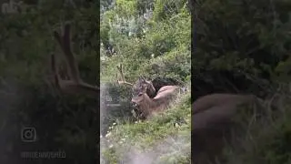 UTAH MULE DEER SCOUTING MISSION