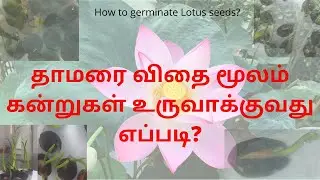 தாமரை விதைகளை முளைக்க வைப்பது எப்படி? How to germinate Lotus seeds?
