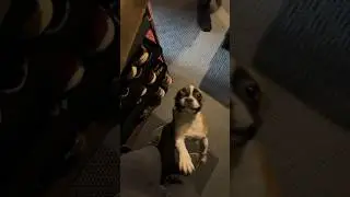 Зверское нападение 