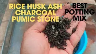 Rice Husk Ash, Charcoal, and Pumice Stone: Best Potting Mix for Succulents and Cactus