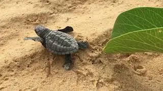 LA GUYANE EN FAMILLE #1 - Naissance des tortues marines.