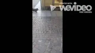 hard fat dog