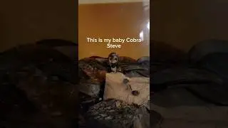 I bought a baby Cobra, now what? 