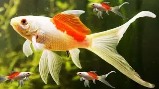 Comet Goldfish Most Beautiful Fishes