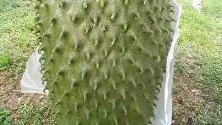 Graviola  estupidamente Gigante