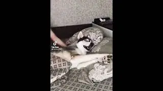 passionate kiss attack! (girl kiss good boi)