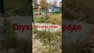 глухарь вышел на прогулку в городе