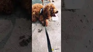 ajing seperti Boneka berjalan