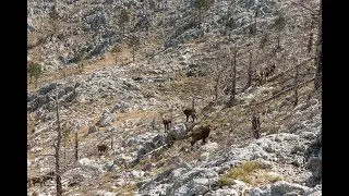 Biokovo divokoze 23 03 2024