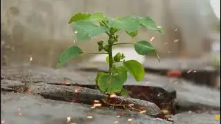 PLANTA DA RUA SÃO IMORTAIS