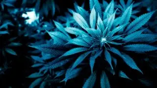 Illinois lawmakers propose legalizing recreational marijuana