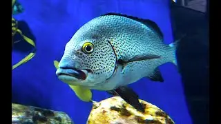 アジアコショウダイ　Painted sweetlip　 Plectorhinchus picus
