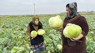 Cabbage Harvest! DOLMA Recipe from Grandma Rose
