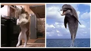 Siberian Husky Loves to Jump Back Like A Dolphin