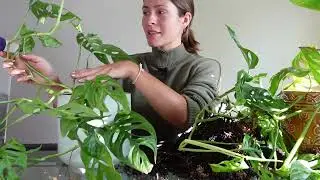 Small Things I Do To Keep Plants Happy through the Winter - Winter Daily Plant Care Routine