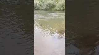 лето.река