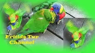 Birds Mating Dance - Trichoglossus haematodus