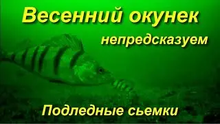 Весенний окунек непредсказуем  Подледные сьемки