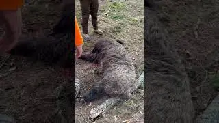 #охота #hunting #лес #forest #природа #загоннаяохота #дикийкабан #boar