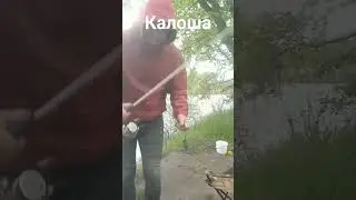 Клюнула густырка на Калоше 
