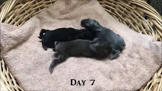 Holland Lop Baby Bunnies Day 1-36