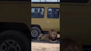 Лев не дает проехать туристам 🦁 Сафари в Африке #shorts
