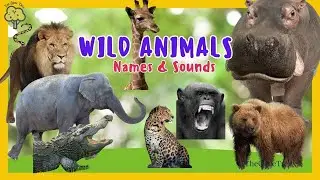 WILD ANIMALS | Learn Wild Animals Sounds And Names For Children, Kids And Toddlers