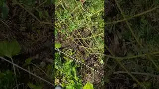 Второй год борьбы с борщевиком Сосновского. Живая изгородь.