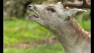 Mating season is about to begin...Spectaculair footage..must  see!!