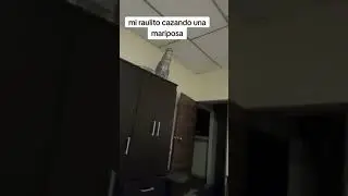 #supergatunos