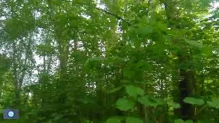 Футаж - РОЩА в пос. Новые Ляды