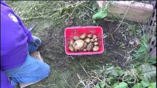 Non Garden Feral Potato Harvest