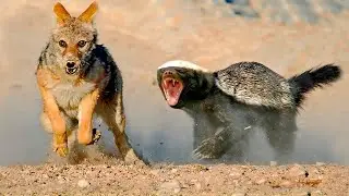 The Honey Badger is a fearless, armored badger! A true terror in the wild!