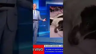 Mi Perro Es El Roba Calzones 😂 😂