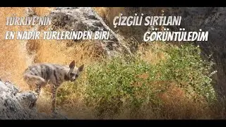ÇİZGİLİ SIRTLANLAR | TÜRKİYEDE ÇİZGİLİ SIRTLAN | EN NET GÖRÜNTÜLER 