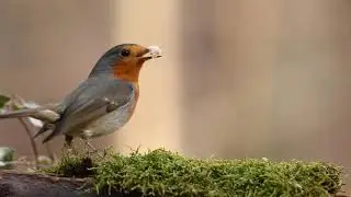robin bird