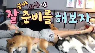 타투랑 꿍찌랑 같이 잘 준비해요!![시베리안허스키(Siberian husky,シベリアンハスキー), 시바견(Shibainu,柴犬) 같이 잘 준비해요~]/잠자리 준비~