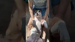 Стаффорд празднует Пасху #shortvideo #собака #pitbull #staff #puppy #стаффордширскийтерьер #юмор